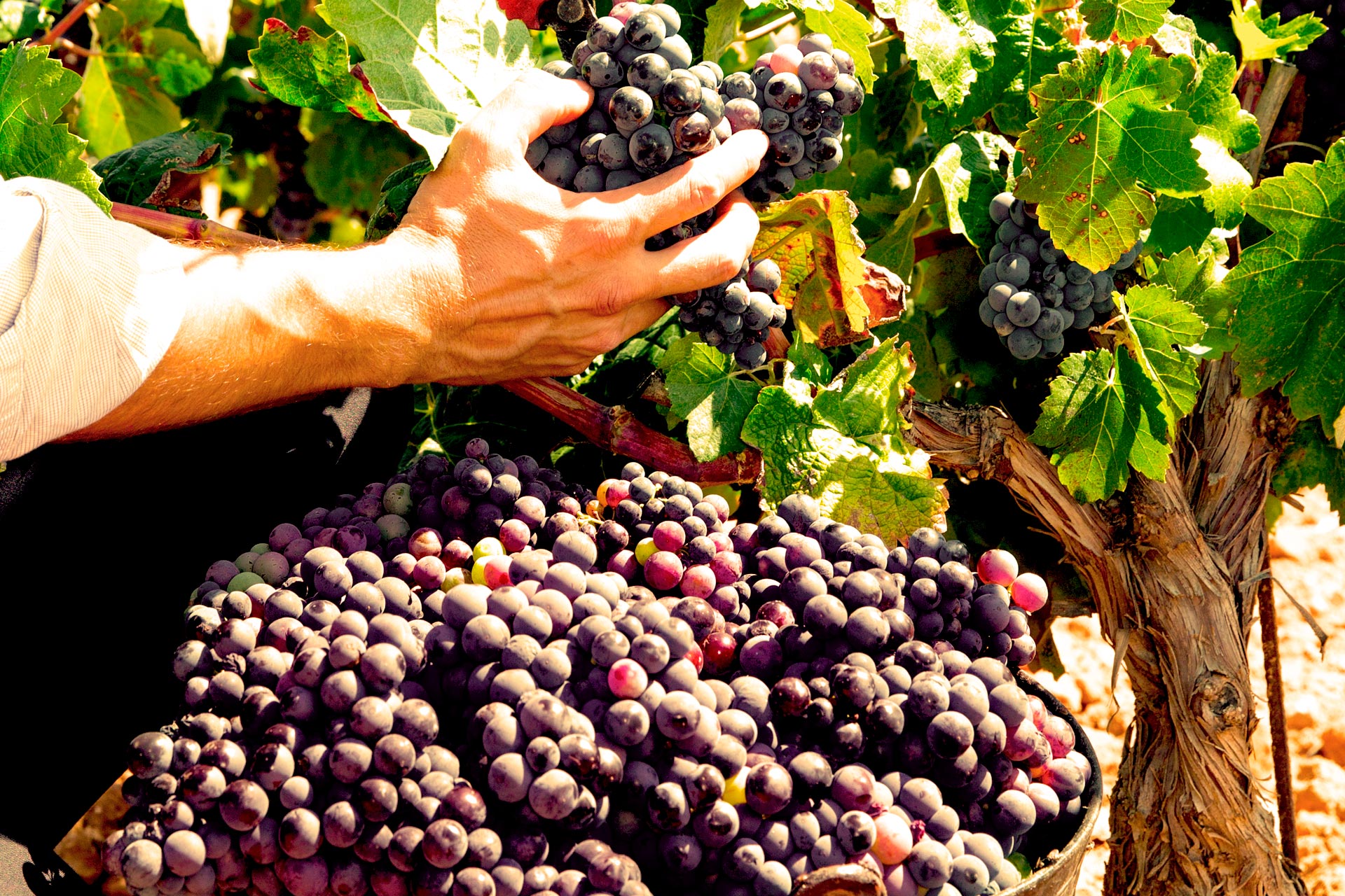 Ci impegniamo a produrre vini che arricchiscano il gusto e l'anima.